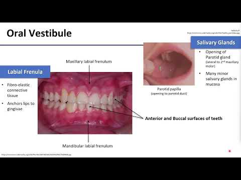 1 Oral Cavity