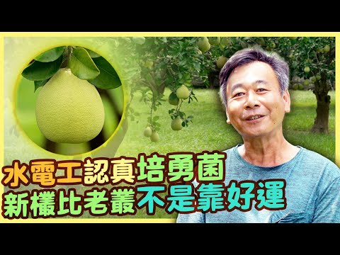 【台南麻豆】水電領班方志民 翻轉麻豆文旦柚新欉老欉的品質|用心的產業|美麗心台灣 (434-2)