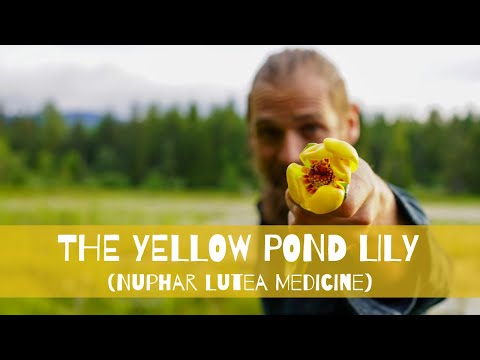 Yellow Pond Lily | Medicinal Use and Health Benefits