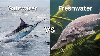 From Oceans to Rivers: Unveiling the Differences Between Saltwater and Freshwater Fish"