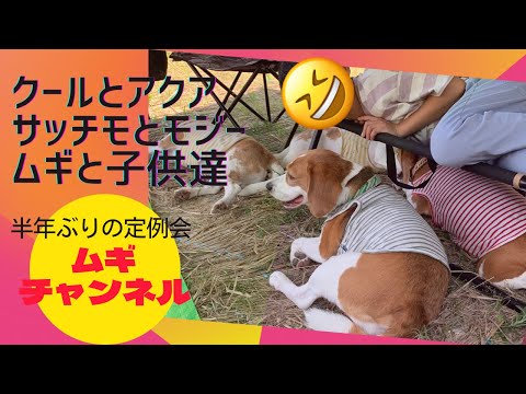 【ビーグル】半年振りの再会　ドッグキャンパーレスト青柳にてデイキャンプ♪