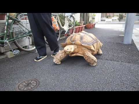 大きな陸亀の散歩