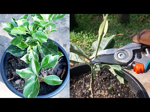 Secret of get more branches on Orange Tree / Learn Gardening