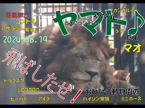 おびひろ動物園　元気いっぱいヤマトとマオ♬ジャックやアザラシ一家やバイソン家族やら、たくさんの幸せをくれる動物たち♬2024年8月19日♬