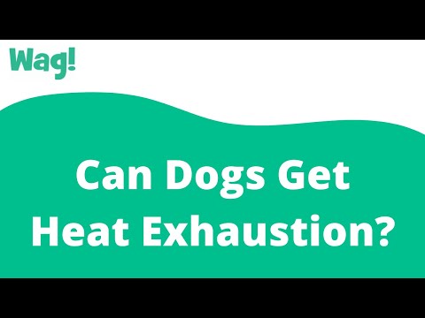 Can Dogs Get Heat Exhaustion? | Wag!