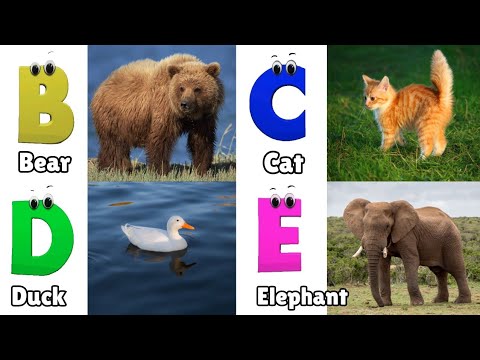 Animals ABC Song | Animals Alphabet Song | Alphabet Letters | Phonics for Kids