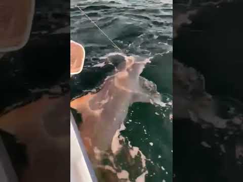 Massive tiger shark attacks boat! #shortvideo #shorts #short #sharks #attack