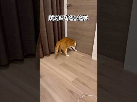 主に会いたすぎる猫の行動が可愛すぎて涙。