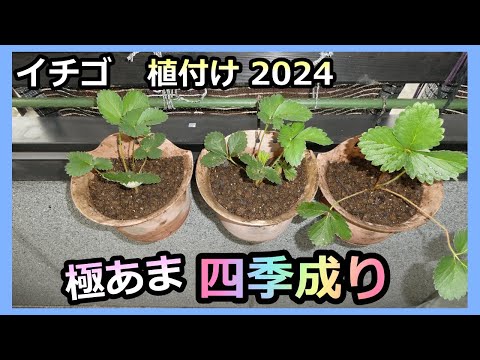 【四季なりイチゴ ベランダ栽培】⑫新苗植え付け2024 苗が枯れた💦