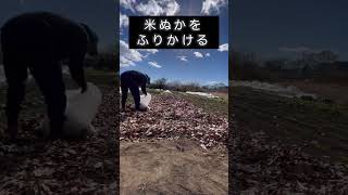 落ち葉で土作り　直接畑に　群馬県・無農薬栽培 #自然栽培 #無農薬