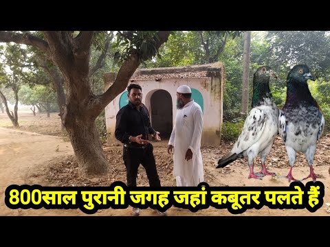 800 Saal Purani Jagah Jahan kabutar ka Shonk hota hai