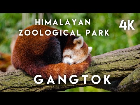 GANGTOK HIMALAYAN ZOOLOGICAL PARK 4K