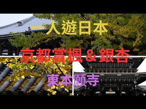 秋天的京都, 除了賞紅葉之外, 銀杏也是絕美, 東本願寺的銀杏是必看的景點, 記得打開CC字幕喔!