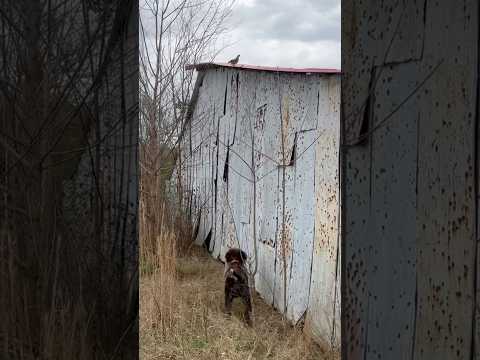 Hunting wirehaired pointing griffon watches: quail refuses to surrender #wirehairedpointinggriffon