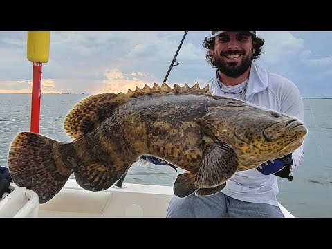 Goliath Grouper Fishing Inside Tampa Bay