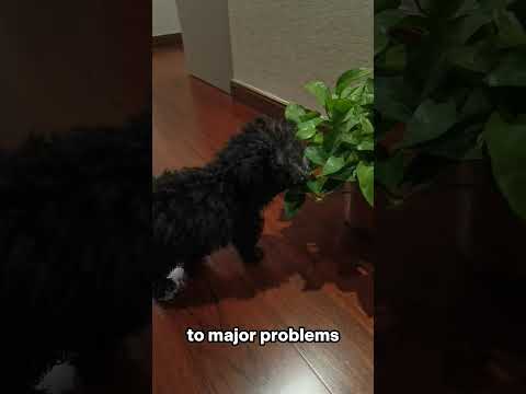 Are pothos toxic to dogs?