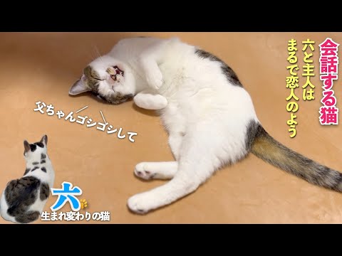 愛猫は男の子だけど主人を恋人のように待つ六| 眠い猫 | 会話する猫 | [生まれ変わりの猫] 六