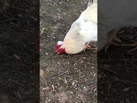 Rooster sporting his feather hat 😂