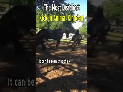 The Most Deadliest Kick in Animal Kingdom