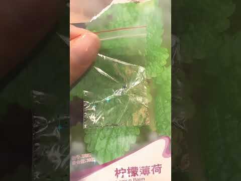 初嘗種種子🌱希望佢哋可以快高長大，咁我就可以自給自足！打風都無有怕🤣🤣🤣