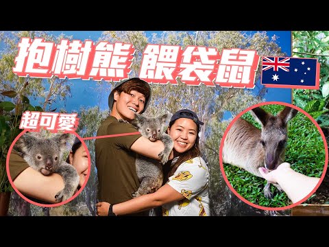 【🇦🇺澳洲必去】全澳只有這裡可以抱樹熊🐨！超近距離接觸 可愛得令人溶化！餵袋鼠🦘被嫌棄… 發現飛機殘骸！| 凱恩斯 | 18 days in Australia day @momokwokMMK