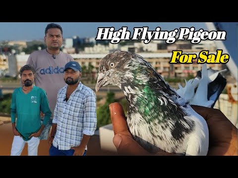 Indian Pigeon High Flying ! Arshad idrisi & Shakti Bhai Morbi Gujarat !