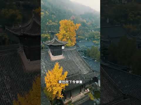 1400多年前，唐太宗李世民为长孙皇后祈福亲手种下的银杏树，位于西安西安终南山脚下的古观音禅寺，你想来看看吗