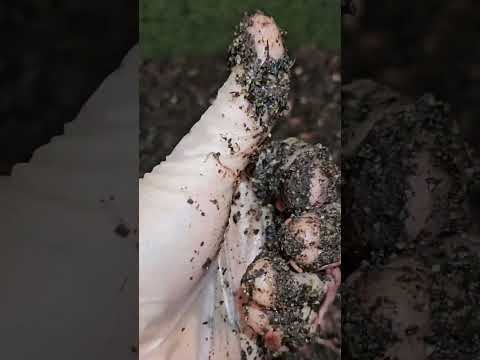 #hungrybin #vermicomposting #redwigglers #farming #vermicompost #wormcastings #wormfarming