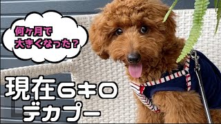 トイプードルが体重6キロになるまでを時系列で並べてみた【#トイプードル #子犬#パピー】