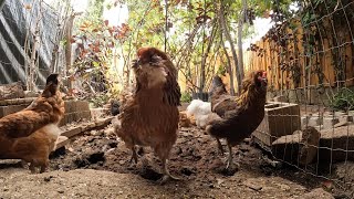 Backyard Chickens 8 Hour Long Continuous Chicken Sounds Noises Hens Clucking Roosters Crowing!