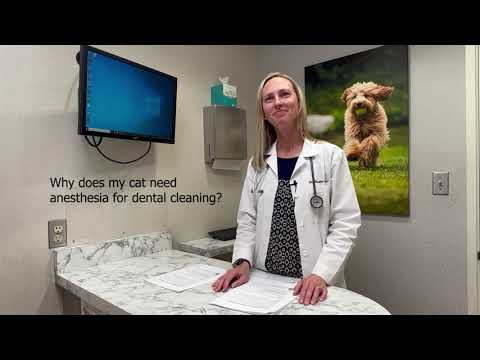 What Happens During A Cat Dentistry Appointment?