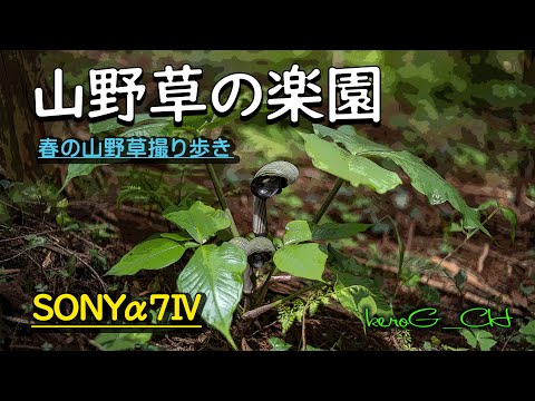 SONYα7Ⅳ【山野草の楽園】春の山野草撮り歩き