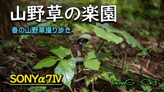 SONYα7Ⅳ【山野草の楽園】春の山野草撮り歩き