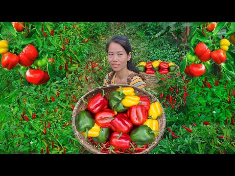 Harvesting Chili Garden Goes To The Market Sell  | Super fruit chili plant | Mai Nha Tranh