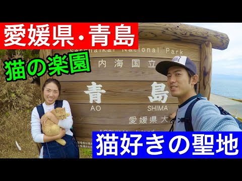 【猫の楽園】青島をぶらり散策｜島内観光＆島へのアクセス方法