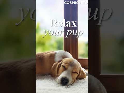 Calm Your Dog's Anxiety with Relaxing Tunes 🐶 Soft Rock & Reggae Vibes 🎺