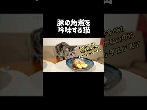 豚の角煮を吟味する猫 #shorts  #猫と料理