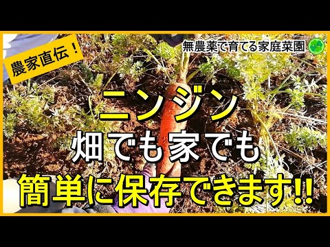 【ニンジン栽培】野菜高騰中！家計に優しい長期保存のコツ【有機農家直伝！無農薬で育てる家庭菜園】　24/12/17