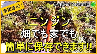 【ニンジン栽培】野菜高騰中！家計に優しい長期保存のコツ【有機農家直伝！無農薬で育てる家庭菜園】　24/12/17