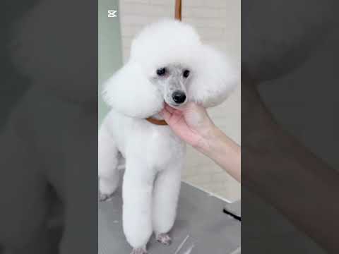 フワッフワなお耳がチャームポイントのトイプードル🐩