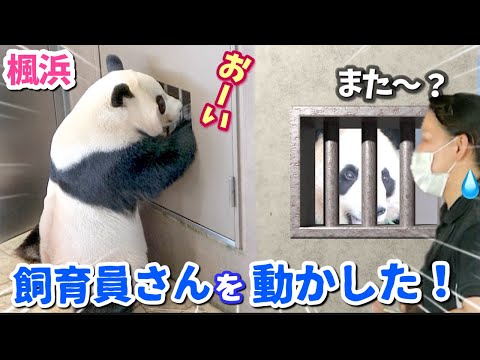 【パンダアイドル楓浜】直立する子なんていない🐼これは言うこと聞いてしまうわ❗️