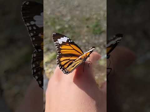 Titli Butterfly on hand#titli #butterfly