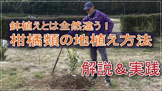 【３月の作業】柑橘類の地植え、解説＆実演【人生の楽しみ】