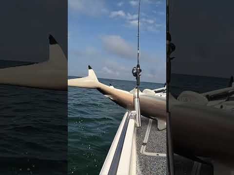 I Should NOT Have Done This Alone #shorts #fishing #shark #saltwater #viral  #offshore #bigfish