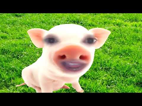 Dr. Pig Talks about Confidentiality (Dr. Pig the Psychiatrist, Episode #7)