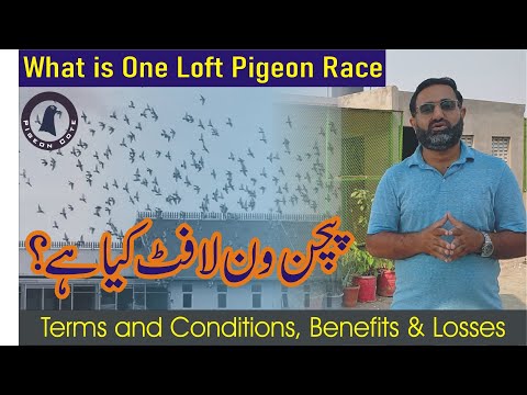 What is Pigeon One Loft | One Loft Pigeon Benefits and its Losses | OLR | Waleed Alam | Pigeon Cote