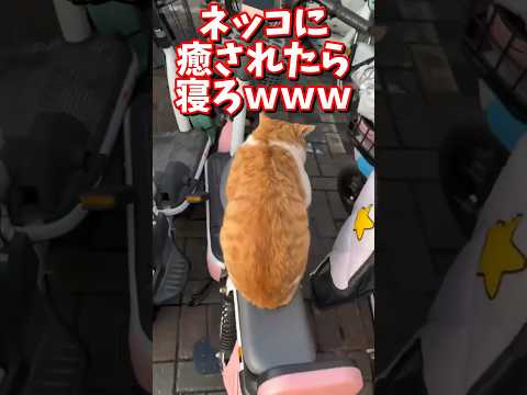 ネッコの動画で癒されたら寝ろｗｗｗ　#2ch #2chまとめ 動物スレ #2ch面白いスレ #動物 #犬 #猫 #癒やし #ねこ動画#ねこ