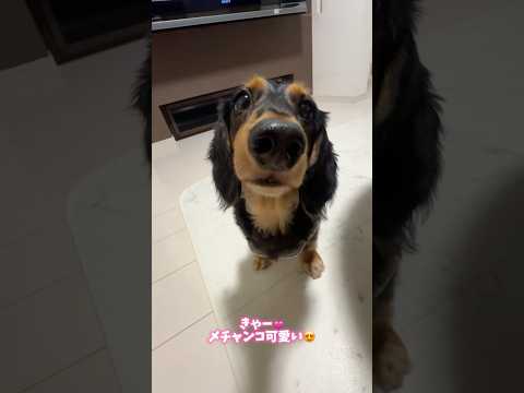 【先住犬ダックス兄弟】愛犬のドアップが可愛いくてたまりません😍