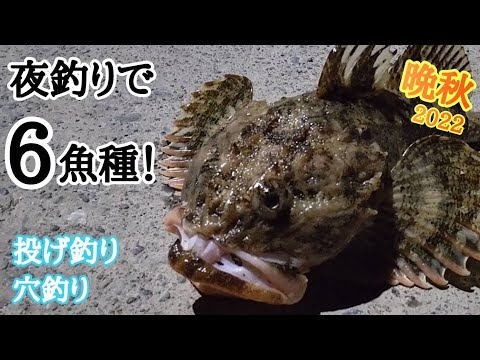 【北海道】太平洋の港で魚釣り🐟️カジカ ハモ カレイ旨いお魚たくさん釣れた😁