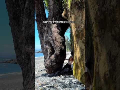 Now accepting hypotheses on how this tree ended up like this #sombriobeach #vancouverisland